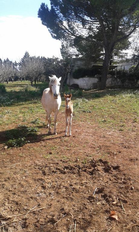 Agriturismo Beethoven ノーチ エクステリア 写真